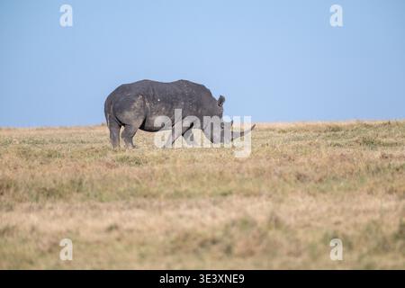 Rinoceronte bianco (Ceratotherium simum) Foto Stock