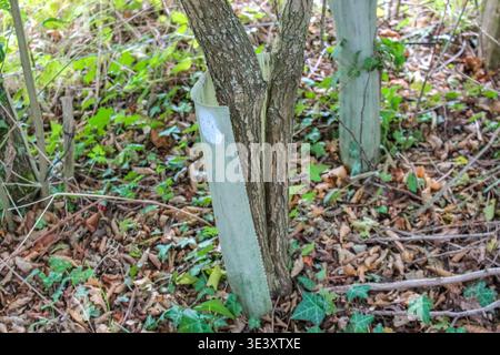 Due piccoli tronchi d'albero crescono attraverso una protezione di plastica danneggiata in una foresta. Foglie marroni e edera verde coprono il terreno intorno al tubo protettivo. Foto Stock