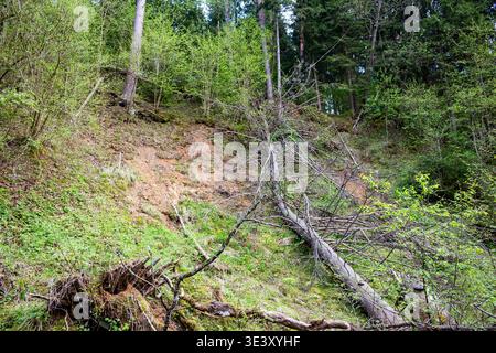 Un grande albero caduto giace su una ripida ed erosa sponda della foresta, ricoperta da una fresca vegetazione primaverile. Una scena naturale di decadimento e nuova crescita Foto Stock