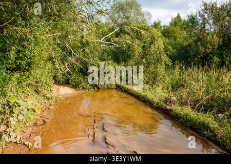 Un albero caduto è caduto su una pista fangosa, creando una grande pozzanghera che blocca il percorso. Il verde fogliame incornicia questo difficile ostacolo naturale Foto Stock