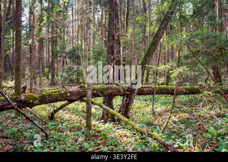 Un consistente tronco carico di muschio si trova su un pavimento di foresta vivace. Le travi di sole attraversano torreggianti alberi autunnali, illuminando il ricco bosco sottostante Foto Stock