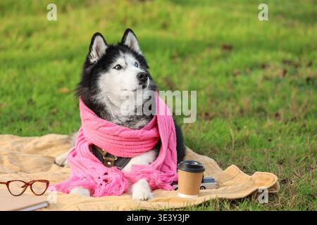 Simpatico cane husky con sciarpa calda e occhiali da vista stesi su una coperta nel parco autunnale Foto Stock