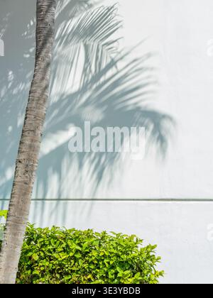 La corteccia tropicale si erge accanto alla facciata di un edificio dove le fronde creano silhouette ad alto contrasto in una scena minimalista. Foto Stock