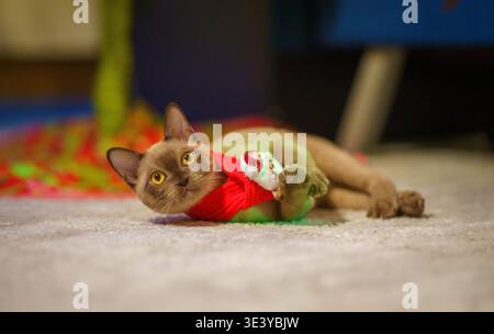 Gatto birmano con pedigree color champagne che indossa una sciarpa decorativa a maglia rossa con un piccolo giocattolo di Babbo Natale attaccato, adagiato su un tappeto grigio. Foto Stock
