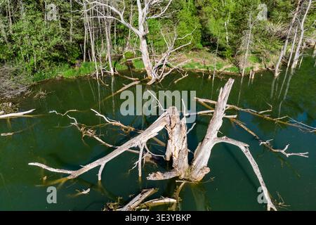 La vista dei droni cattura un torbido laghetto verde caratterizzato da un deadwood sbiancato e aspro immerso nell'acqua ferma, sullo sfondo di una vibrante foresta primaverile Foto Stock