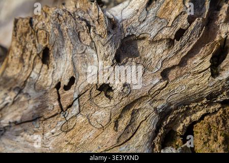 La vista ravvicinata rivela la struttura unica e presenta un pezzo di legno invecchiato con motivi atmosferici e piccoli fori che mettono in risalto l'arte e il decadimento della natura Foto Stock