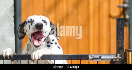 Un felice cane dalmata sbircia sopra un cancello di metallo nero. La sua bocca è spalancata in un'espressione gioiosa. Il cappotto bianco del cane è ricoperto di macchie nere. Behi Foto Stock