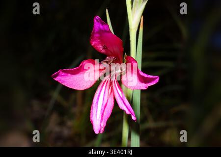 Fiore selvatico di gladiolus (Gladiolus illyricus) primo piano a Maiorca, Spagna Foto Stock