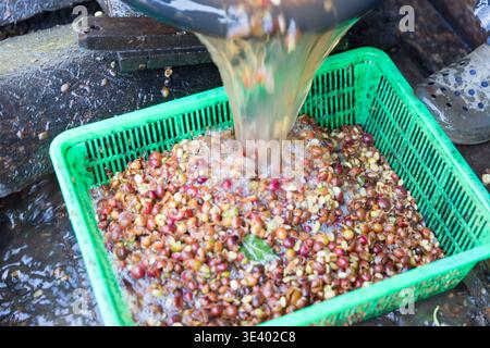 Primo piano raccogliere a mano semi di caffè maturo rosso robusta raccolta di frutti di bosco arabica fattoria di caffè. Le persone raccolgono i chicchi di caffè maturi le bacche rosse sono fresche Foto Stock