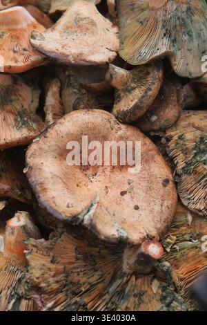 Funghi freschi raccolti dalla foresta in autunno Foto Stock