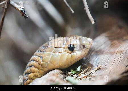 Ritratto di un cobra angolano. Primo piano del serpente. Foto Stock