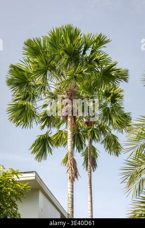 Vista ad angolo basso di alte e maestose palme con fronde verdi a forma di ventaglio che si avvicinano a un cielo azzurro. Foto Stock