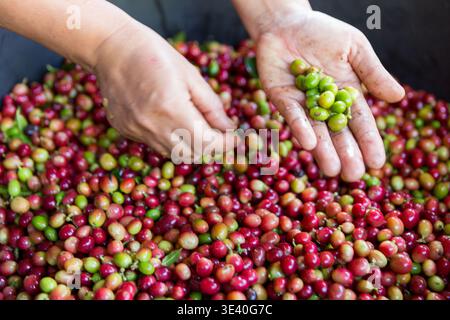Primo piano raccogliere a mano semi di caffè maturo rosso robusta raccolta di frutti di bosco arabica fattoria di caffè. Le persone raccolgono i chicchi di caffè maturi le bacche rosse sono fresche Foto Stock