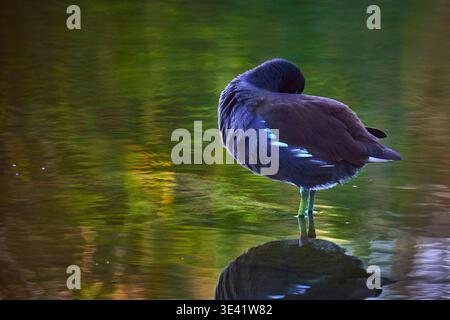 Gallinule comune che riposa sull'acqua calma con riflessi colorati nelle zone umide Foto Stock