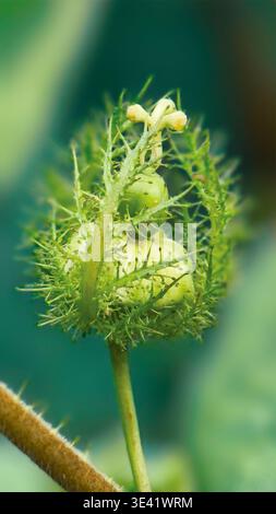 Primo piano di frutta e fiori della Passiflora foetida racchiusi in pelosi. Foto Stock