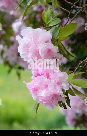 Rhododendron Pink Pearl, rododendro ibrido, ammassi di fiori rosa, macchie rosso-marrone sui petali superiori, Foto Stock