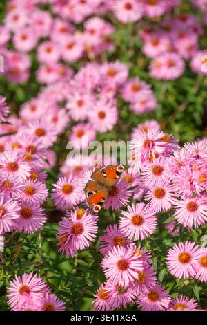 Symphyotrichum novae-angliae Badsey Pink, New England aster Badsey Pink, spruzzi di fiori rosa a margherita con centri gialli Foto Stock