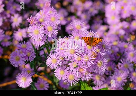 Symphyotrichum Superstar, aster Superstar, comma Butterfly, Polygonia c-album nutrendosi di teste di fiori rosa malva disposte in grandi teste a cupola Foto Stock