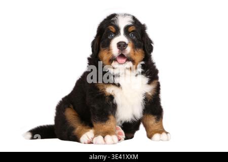 Simpatico cucciolo di cane da montagna bernese con lingua rosa, 45 giorni, si siede su uno sfondo bianco Foto Stock