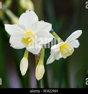 Corolla giallo pallido e petali bianchi del narcide a testa multipla tipo tazetta, Narcissus "Silver Chimes" Foto Stock
