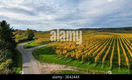 Vigneti nei colori autunnali su una collina al tramonto, visti dall'alto Foto Stock