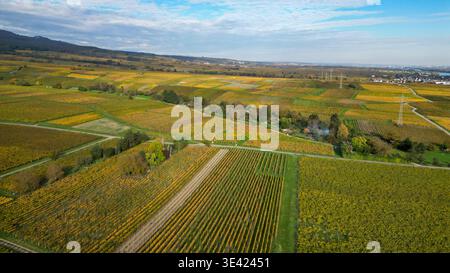 Vigneti nei colori autunnali su una collina al tramonto, visti dall'alto Foto Stock