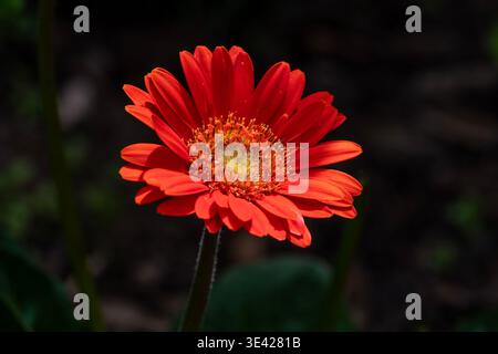 Rosso Gerbera daisy Foto Stock