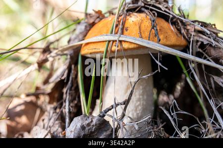 un bel fungo commestibile nell'erba Foto Stock