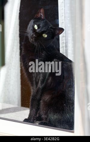 Un elegante gatto nero con occhi verdi luminosi si trova dietro un vetro, guardando verso l'alto curiosamente attraverso una cornice bianca della finestra Foto Stock
