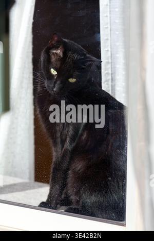 Un elegante gatto nero con sorprendenti occhi verdi si trova dietro una finestra di vetro, guardando direttamente lo spettatore attraverso una cornice bianca della finestra con wa visibile Foto Stock
