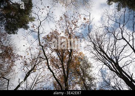 Foglie autunnali gialle che cadono dai rami degli alberi nella foresta. Foto Stock