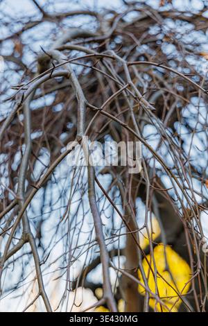 Fagus Sylvatica Purpurea Pendula Tree dormiente di faggio viola piangente alla luce solare invernale in un soleggiato giardino mattutino di gennaio Foto Stock