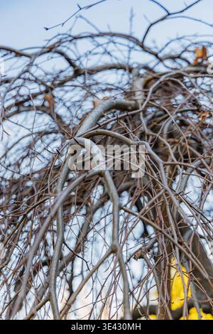 Fagus Sylvatica Purpurea Pendula Tree dormiente di faggio viola piangente alla luce solare invernale in un soleggiato giardino mattutino di gennaio Foto Stock