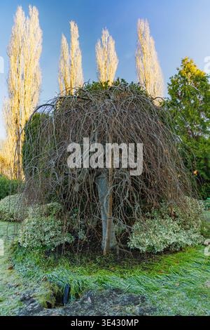 Fagus Sylvatica Purpurea Pendula Tree dormiente di faggio viola piangente alla luce solare invernale in un soleggiato giardino mattutino di gennaio Foto Stock