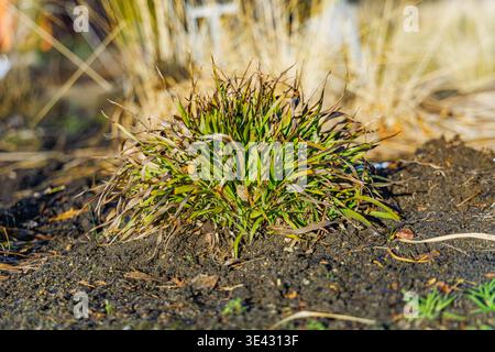 Evergreen Pelosa Woodrush Luzula Pilosa Foliage con delicata Cilia bianca alla luce del sole mattutino in un Sunny Winter Day in un giardino boschivo di gennaio Foto Stock