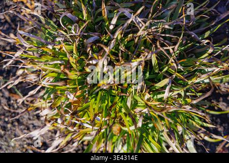 Evergreen Pelosa Woodrush Luzula Pilosa Foliage con delicata Cilia bianca alla luce del sole mattutino in un Sunny Winter Day in un giardino boschivo di gennaio Foto Stock
