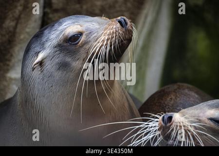 Una dettagliata fotografia ravvicinata di due leoni marini che mostrano i loro baffi e la pelliccia testurizzata in grande dettaglio Foto Stock
