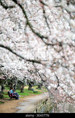 Fiori di ciliegio Yoshino Tidal Basin Washington DC Stati Uniti | WASHINGTON, D.C. — DENSE grappoli di fiori di ciliegio Yoshino bianchi e soffici in piena fioritura incorniciano pesantemente un visitatore che legge su una panchina lungo il sentiero sul lungofiume, lunedì 23 marzo 2026. Gli alberi iconici creano una volta soffice ed eterea sopra il Tidal Basin, attirando residenti e turisti allo stesso modo per godersi la mostra stagionale. La scena tranquilla cattura un momento di riflessione pacifica in mezzo al paesaggio primaverile vivace. Foto Stock