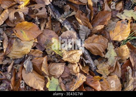 Una splendida e splendida gamma di foglie autunnali cadute in varie tonalità vivaci che coprono il lussureggiante pavimento della foresta Foto Stock