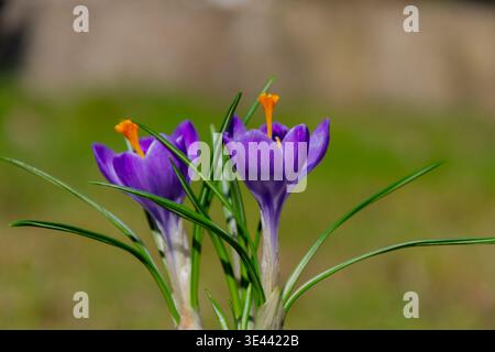 Due croci viola con stampe arancioni su sfondo verde. Foto Stock