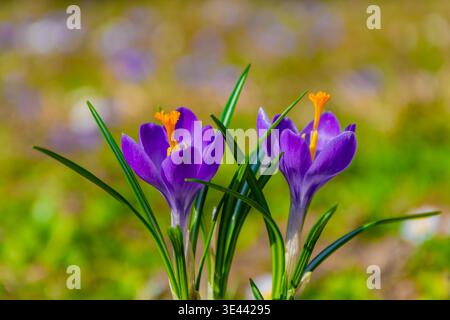 Due crocchi con stami arancioni su un brillante sfondo primaverile. Foto Stock