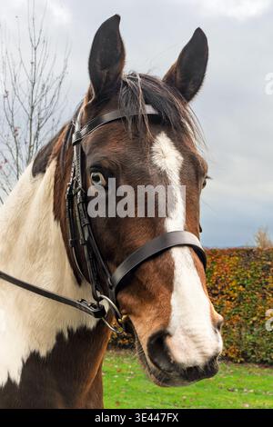 Primo piano ritratto di un cavallo marrone e bianco con briglie, che mostra dettagli negli occhi e segni. Ideale per equitazione, vita rurale e temi animali Foto Stock