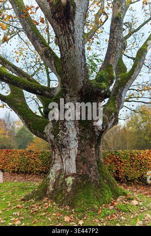 Ampia visuale di un grande tronco di albero ricoperto di muschio con fogliame autunnale sullo sfondo. Struttura naturale e ambiente boschivo Foto Stock