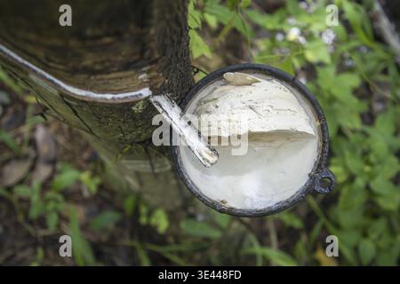 Piantagione di alberi di gomma vicino alla città di Bang Saphan nella provincia di Prachuap Khiri Khan in Thailandia, Thailandia, Bang Saphan, dicembre 2022 Foto Stock