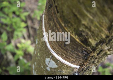 Piantagione di alberi di gomma vicino alla città di Bang Saphan nella provincia di Prachuap Khiri Khan in Thailandia, Thailandia, Bang Saphan, dicembre 2022 Foto Stock