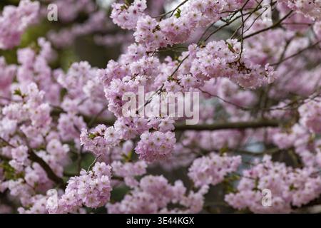 Una splendida fotografia ravvicinata che mostra i fiori di ciliegio in piena fioritura durante la splendida primavera Foto Stock