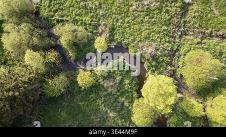 Questa fotografia aerea cattura un paesaggio sereno e lussureggiante nella regione belga delle Hautes Fagnes. L'immagine presenta un piccolo flusso tortuoso Foto Stock