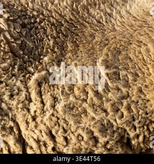 Vista macro della lana densa e riccia di una pecora, evidenziando le fibre naturali, le variazioni di colore crema e la consistenza tattile del pile prima del proc Foto Stock