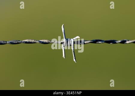 Primo piano della recinzione di filo spinato su sfondo verde sfocato Foto Stock