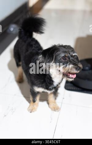 Cane Terrier bianco e nero in piedi su pavimento piastrellato bianco all'interno della casa moderna a Shanghai, Cina Foto Stock